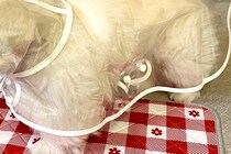 雨の日散歩のため『犬にレインコートを着せた』結果…『一旦考えさせて』思っていたのと違う光景に3万いいね「不服そうで草」「笑い止まらんｗ」