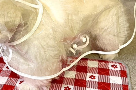 雨の日散歩のため『犬にレインコートを着せた』結果…『一旦考えさせて』思っていたのと違う光景に3万いいね「不服そうで草」「笑い止まらんｗ」