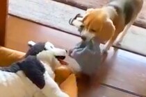 毎朝、自分の服を『ぬいぐるみ』に貸してあげる犬→まるで親友のようで…とんでもなく尊い『日課』が73万再生「健気さに涙が…」「優しいね」