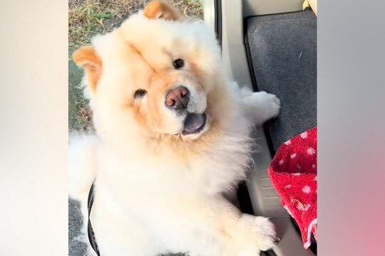 『絶対に車でお散歩に行きたい』と駄々をこねる犬→必死に車に乗ろうとする光景が58万再生「歩くより体力使うの草」「ドンくさくて可愛いｗ」