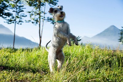 2本足で立ち上がる犬