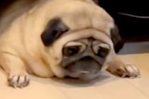 仕事中、友人からLINE→預けた愛犬が送られてきたので確認した結果⋯『まさかの状況』が382万再生「絶望の表情ｗｗ」「私も預かりたい」