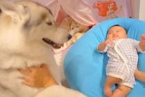 『どうしても離れたくない』赤ちゃんのことが大好きな大型犬→寝る時間になったら…愛おしいお別れの様子に反響「妹想いの兄だ」「愛に感動」