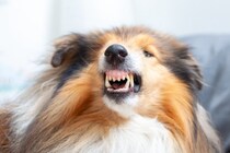 犬が『近づかないで』と言っているサイン５選　飼い主を拒絶しているときにみせる行動とは？