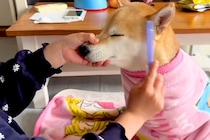 女の子が『美容室ごっこ』をしていたら、犬も参加させられて…『付き合ってあげる光景』が33万再生「丁寧な作業で草」「カリスマ美容師ｗ」