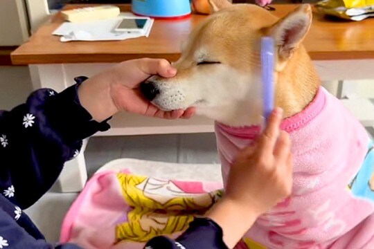 女の子が『美容室ごっこ』をしていたら、犬も参加させられて…『付き合ってあげる光景』が33万再生「丁寧な作業で草」「カリスマ美容師ｗ」
