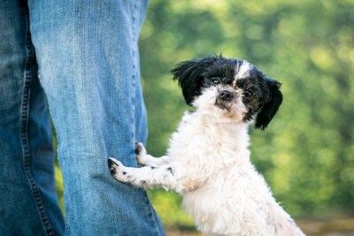 足元に両手をつく犬