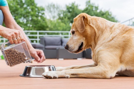 【獣医が解説】実はつながってる！犬の胃腸の不調が「肌トラブル」として現れる理由