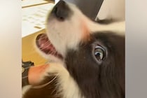 初めて『動物病院』にやってきた子犬→待合室で怖くなってしまい…『恐怖で泣いちゃう光景』が10万再生「可愛すぎる…」「抱きしめてあげたい」