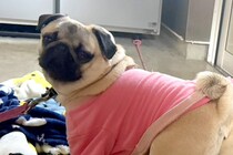 『座るところではないですよ』看板犬の様子を覗いた結果→見習い犬の『まさかの行動』にツッコミ殺到「顔ｗｗ可愛すぎる」「怒らないの優しい」