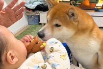 赤ちゃんが『おもちゃ』を持っていたら、2匹の犬が凝視して…『いいなあ』と見つめる光景が10万再生「もの欲しげな顔がｗ」「買ってあげたい」