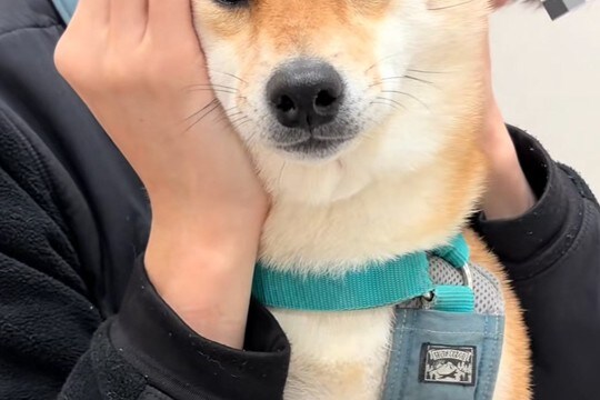 動物病院にきた犬→近くで電話していた獣医師が『手術』と言った途端…まさかの『自分だと勘違いする光景』に爆笑「ドリフで草」「可愛すぎるｗ」