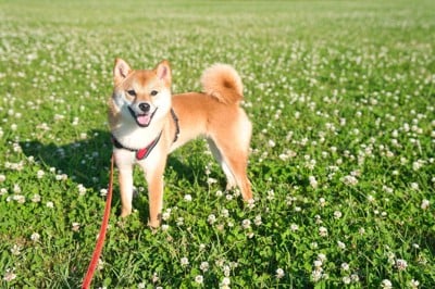 散歩中に見つめてくる柴犬