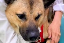 注射を打つために病院へやってきた元野犬→緊張していたら、獣医師が…お見事なフォローが105万再生「優しい獣医さん」「私もして欲しいｗ」