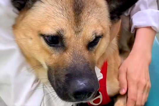 注射を打つために病院へやってきた元野犬→緊張していたら、獣医師が…お見事なフォローが105万再生「優しい獣医さん」「私もして欲しいｗ」