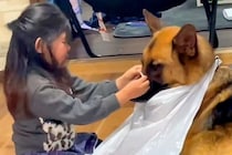 強面の大型犬が『小さな女の子の美容院ごっこ』に付き合わされた結果→見た目とは裏腹な光景が163万再生「ママ助けての顔ｗｗ」「癒される」