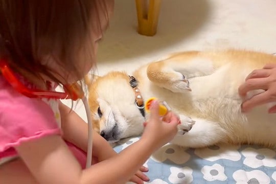 2歳の女の子の『お医者さんごっこ』に付き合う犬→患者役に任命されて…無茶苦茶すぎる光景が39万再生「患者さんうますぎて草」「可愛い世界」