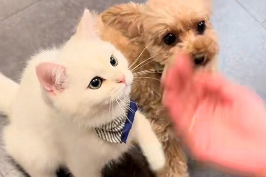 犬に『お手』と指示した結果、隣にいた猫が…影響を受け過ぎている『まさかの行動』が49万再生「可愛すぎて泣いた」「癒しをありがとう」と絶賛