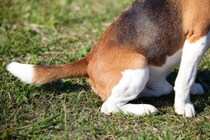犬が不快だと思っているときの『しっぽの状態』5つ　愛犬が嫌な気持ちになっているときの対処法まで