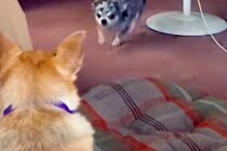 姉に『1万円を貸した』結果→ダラダラしていたら『犬』が近づいてきて…思わず吹き出す『衝撃の返金方法』が252万再生「優秀ｗ」「プロで草」
