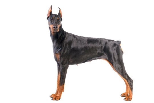 『賢い大型犬』ランキングTOP5　知能はどれぐらいあるの？お世話の注意点まで解説
