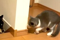 猫が階段で待ち伏せして『犬を驚かせようとした』結果…『思っていたのと違う反応』が微笑ましいと55万再生「慣れてて草」「なんか人間っぽい」