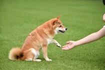 犬の『利き手』を調べる方法3つ　利き手を知っておくことでどんなメリットがあるの？