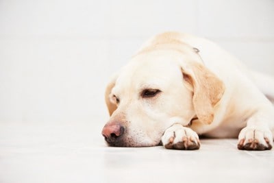 体調が悪そうな様子で床に伏せる犬