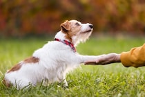 ネズミのおしっこで感染？「レプトスピラ症」から犬を守る方法【獣医が解説】