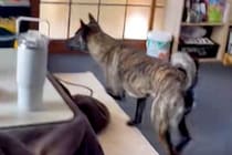 テレビに映っている犬が『外に逃げた』と勘違いしてしまった甲斐犬→あまりにも『純粋すぎる様子』が愛おしいと反響「優しい…」「なんて賢い」