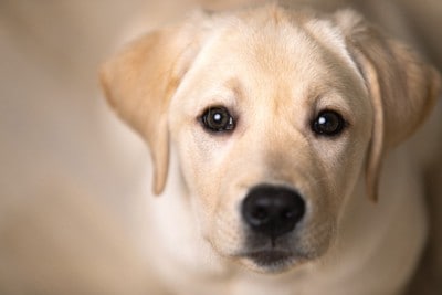 犬の目