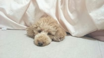 犬と一緒に寝るって本当にいけないこと？危険性と注意すること