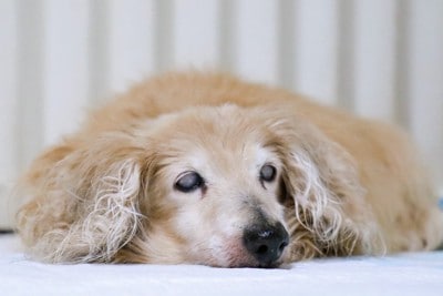 伏せているシニア犬