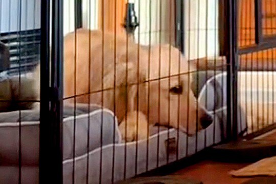 パパが帰宅してもあまり喜ばない大型犬→ママの場合は…あからさま過ぎる『態度の違い』が27万再生「全然違う表情で草」「切ない反応ｗ」と反響