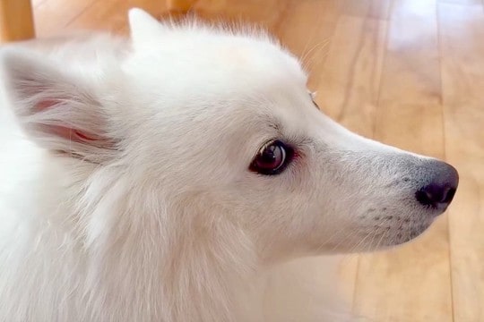 『カッコイイ横顔の犬』を撮影→角度を変えてみた結果…まさかの『違う動物に変化する光景』が65万表示「想像以上だったｗｗ」「そんなバカな」