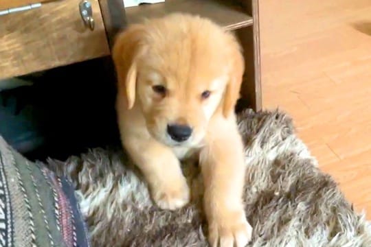 いつも脱走してしまう大型犬の赤ちゃん→クッションで道を塞いだ結果…予想外の『可愛すぎる展開』が10万再生「そこで寝る？ｗ」「最高に尊い」