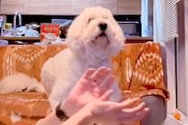 『ボールが突然消えるマジック』を大型犬に披露→引っ掛かるか検証した結果…「かわいすぎる」「いいリアクション」とSNSで反響