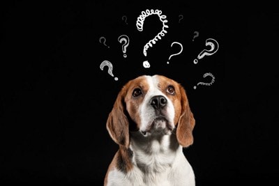 犬の頭に？マーク