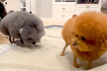 アニメキャラのような犬たちを『公園で散歩させた』結果→目撃した人々が…思わず笑顔になる光景が31万再生「ぜひ遭遇したい」「吹いたｗｗ」