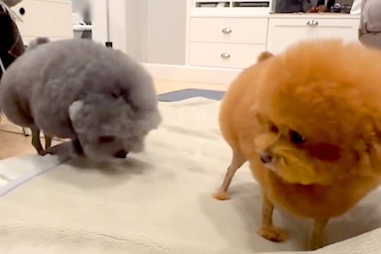 アニメキャラのような犬たちを『公園で散歩させた』結果→目撃した人々が…思わず笑顔になる光景が31万再生「ぜひ遭遇したい」「吹いたｗｗ」