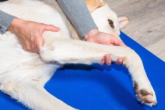 犬が『寝たきり』になる前、飼い主にできること5つ　やっておくべき事前準備とは？