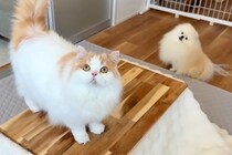 テーブルと毛布で『なんちゃってコタツ』を作ってみた結果→犬と猫が思った以上に喜んで…幸せあふれる光景に反響「可愛すぎる」「笑顔になる」