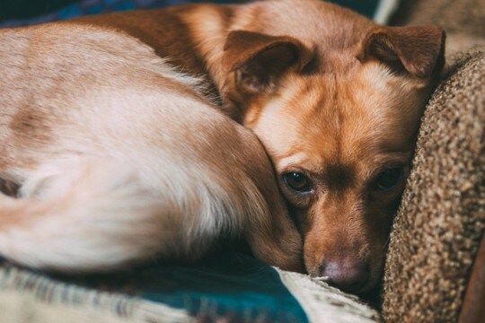 『怯えている犬』に飼い主ができること3つ　怖がっているサインや安心感を与える方法まで