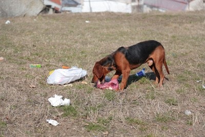 拾い食いをする犬