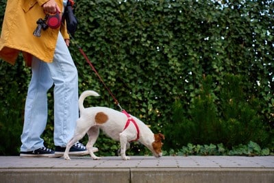 アスファルトのニオイを嗅ぐ犬