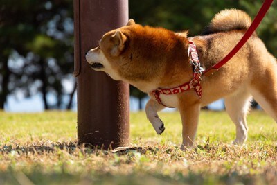 ニオイを嗅ぐ犬
