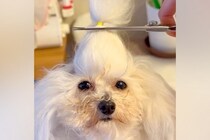 犬の『ちょんまげ』をまとめて切った結果→予想を超える『衝撃の髪型』が176万再生「えのきみたいで草」「可愛いわたあめｗｗ」と爆笑続々