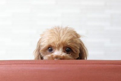 顔をのぞかせている犬