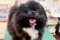病院の診察台で笑顔を見せていた犬→『注射』と聞こえた瞬間に…もはや別犬な『わかりやすい表情』に反響「即オチ２コマ漫画で草」「可愛いｗ」