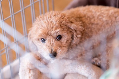 ケージ、トイプードル、上目遣い